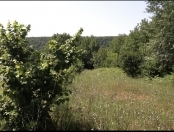 Satılır 105 sot torpaq Qəbələ