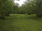 Satılır 83 sot torpaq Qax