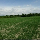 Satılır 58 sot torpaq Qəbələ