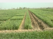 Satılır 132 sot torpaq Qusar