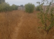 Satılır 2 otaqlı 870 m2 bağ evi Albalı