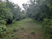 Satılır 250 sot torpaq Qəbələ