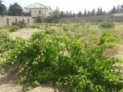Satılır 12 sot torpaq Abşeron r.