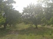 Satılır 54 sot torpaq Xaçmaz