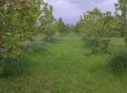 Satılır 150 sot torpaq Quba