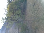 Satılır 3 otaqlı 153 m2 yeni tikili Ramana