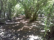 Satılır 72 sot torpaq Oğuz