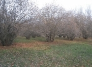 Satılır 55 sot torpaq Qəbələ