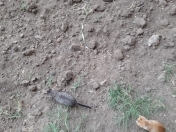 Satılır 6 sot torpaq Dübəndi bağları