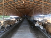 Satılır 6 otaqlı 15000 m2 obyekt Qala