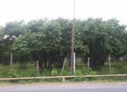 Satılır 12 sot torpaq Balakən