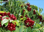 Satılır 160 sot torpaq Quba