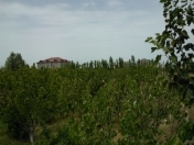 Satılır 6 sot torpaq Binə