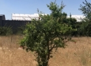 Satılır 15 sot torpaq Albalı