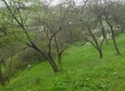 Satılır 60 sot torpaq İsmayıllı