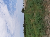 Satılır 3 sot torpaq Xaçmaz