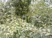 Satılır 125 sot torpaq Quba