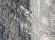 Satılır 10 sot torpaq İsmayıllı