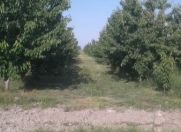 Satılır 300 sot torpaq Quba