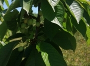 Satılır 8 sot torpaq Quba