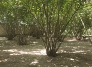 Satılır 14 sot torpaq Qəbələ