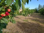 Satılır 44 sot torpaq Quba