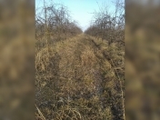 Satılır 1200 sot torpaq Quba