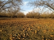 Satılır 64 sot torpaq Qəbələ