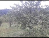 Satılır 10 sot torpaq İsmayıllı