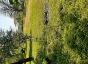 Satılır 9 sot torpaq Qəbələ