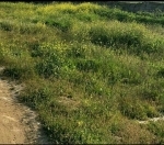 Satılır 62 sot torpaq Azadlıq prospekti m.