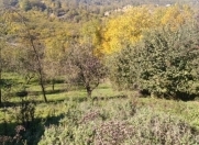 Satılır 6 sot torpaq Quba