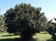 Satılır 200 sot torpaq Qax