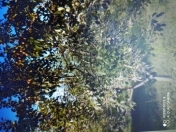 Satılır 13 sot torpaq Quba