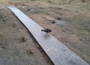 Satılır 36 sot torpaq Qəbələ