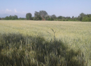 Satılır 1400 sot torpaq Qəbələ