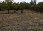 Satılır 75 sot torpaq Şamaxı