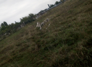 Satılır 20 sot torpaq Xaçmaz