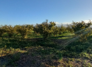 Satılır 30 sot torpaq Xaçmaz