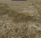 Satılır 2 sot torpaq Şirvan