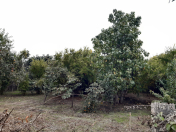 Satılır 5 sot torpaq Ağdaş