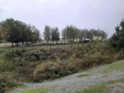 Satılır 64 sot torpaq Ağdaş