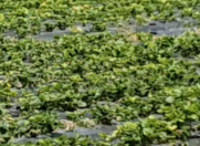 Satılır 300 sot torpaq Şəmkir