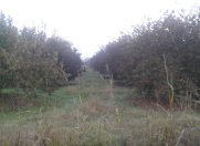 Satılır 165 sot torpaq Zaqatala