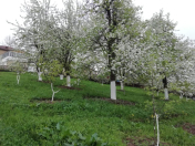 Satılır 17 sot torpaq Quba