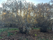 Satılır 600 sot torpaq İsmayıllı