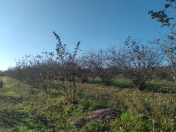 Satılır 21 sot torpaq Xaçmaz