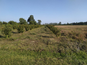 Satılır 100 sot torpaq Xaçmaz