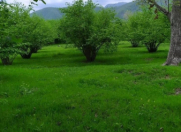 Satılır 350 sot torpaq Qax