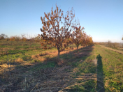 Satılır 345 sot torpaq Xaçmaz